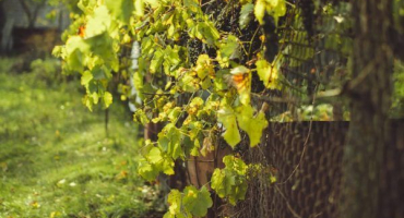 Hroznové listy pro králíky